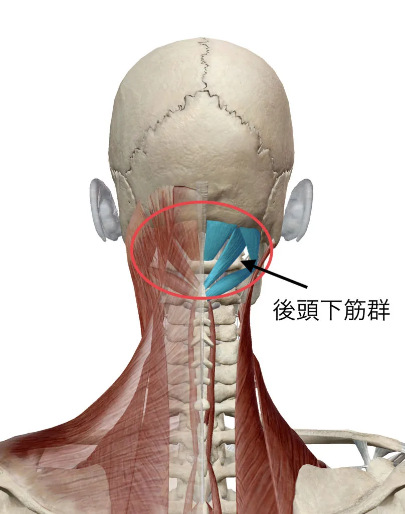 後頭下筋群
