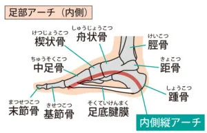 足部アーチの造り