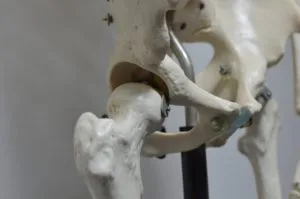 骨盤の模型
