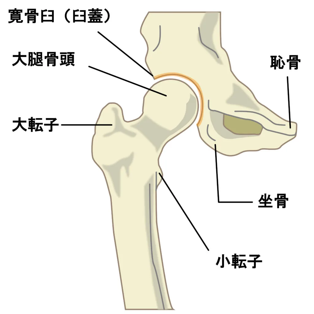 大転子の場所を説明している図