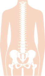 脊椎のイラスト