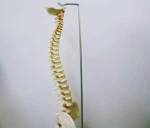腰椎の模型