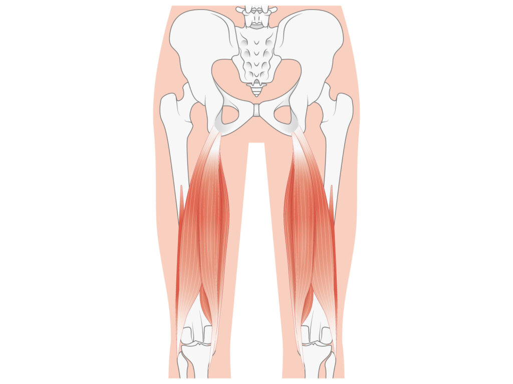 太ももの筋肉図