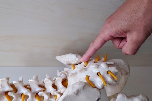 骨の模型を触っている様子