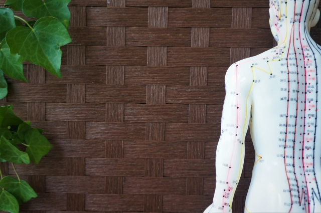 体のツボがある模型