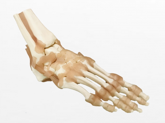 足の骨